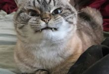 動物凶起來也要嚇死人的哈哈哈-頭條楓林網