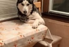 二哈和主銀玩捉迷藏簡直蠢死啦~-頭條楓林網