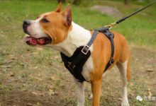 8成亂沖的狗狗，它們主人都選了胸背帶-頭條楓林網