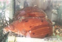 海螺中開出3顆美樂珠 曾有人一顆約20克以270萬美元成交-頭條楓林網