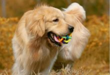 全球最溫柔狗狗排名，家中的「大暖男」，看到最後一個非常暖心！-頭條楓林網