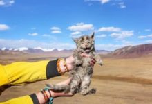 網友撿了只貓回家養，拍照到網上炫耀，網友：這是要被判刑啊-頭條楓林網