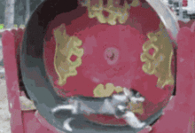 哈士奇愛上玩滾輪，網友正開心，沒想到朋友的一句話……-頭條楓林網