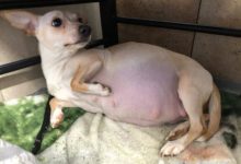 狗狗懷孕後遭主人拋棄，女子好心收養它，忠誠狗狗這樣報答恩人-頭條楓林網