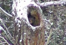 可愛的視頻顯示口渴的熊在冬眠了很久之後，舔著雪-頭條楓林網