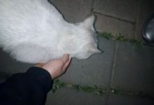 【領養】山東濰坊流浪貓找家-頭條楓林網