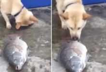 狗救鯉魚！動物間跨種類營救與友誼好感人-頭條楓林網