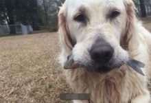 黃金獵犬：倫家可是釣魚神童噢~-頭條楓林網