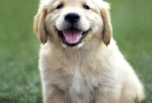 珍惜柴犬小時候的軟萌樣，長大了就在表情包的路上回不了頭了！-頭條楓林網