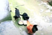 土狗完美的詮釋了，什麼才叫做真正的「好基友」！-頭條楓林網