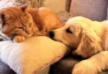 貓咪還沒打狗狗，狗狗就倒下了-頭條楓林網