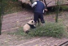 熊貓糰子緊抱飼育員大腿，全力撒嬌-頭條楓林網