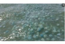 海面驚現藍色炸彈，無知的漁民壯膽撈起，卻被它萌翻！-頭條楓林網