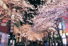 99％的外國遊客都不知道這些！真正日本人才不去上野人擠人看櫻花！-頭條楓林網