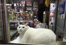 養在食品店的貓咪可以有多胖……這隻大白貓告訴你答案-頭條楓林網