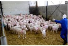 世間最殘忍、無情的是誰？為何要對一群懷孕的母羊安樂死！-頭條楓林網