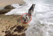 二哈帶小豬去海邊玩，結果小豬不小心被海水沖走了-頭條楓林網