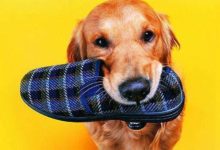 學會給狗狗輕鬆剪指甲-頭條楓林網