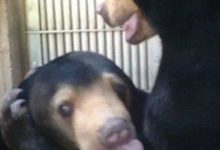 日本黑熊打架用WWE招式，竟一秒KO？-頭條楓林網