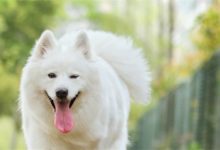 薩摩耶為什麼得耳蟎，薩摩得了耳蟎,不肯滴葯-頭條楓林網