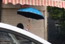 可愛的瞬間，兩學生用一把傘救了一隻小貓-頭條楓林網