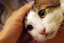 別人家的貓咪總是會主動求摸-頭條楓林網