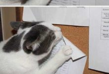 來自地獄的惡魔就是：喵-頭條楓林網