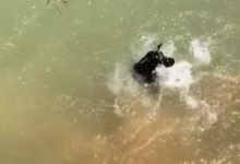 這可能是唯一不會游泳的「土狗」，禍害了主人濕了身！-頭條楓林網