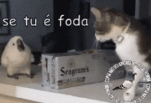 鸚鵡一臉懵逼的看著喵星人起飛-頭條楓林網