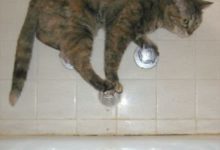 喵星人個個身懷絕技，任何想不到的地方都能看到它們的身影-頭條楓林網