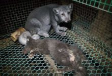 心疼，黑心商養肥19公斤狐狸，最終賣皮草了-頭條楓林網