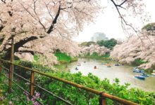 為何幾乎每一個櫻花季來日本旅遊的中國遊客，都被拜託帶些這個回去……-頭條楓林網