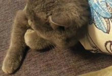 貓咪被鏟屎官帶去剃毛之後，生氣不讓碰，斜視的眼神充滿了嫌棄-頭條楓林網