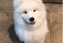 主人扔東西給薩摩耶吃，它不僅沒接到，而且還。-頭條楓林網