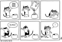 與小貓日常的十大可愛漫畫-頭條楓林網