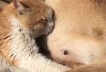 這種現象十分少見，這條土狗簡直太有愛了！-頭條楓林網