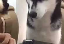 哈士奇面對美食傲嬌裝作不屑，但是轉過頭後，口水卻流了一地-頭條楓林網