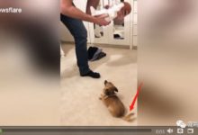 吉娃娃第一次看到初生嬰兒的反應 主人覺得自己的擔心都是多餘的-頭條楓林網