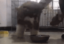 主人過來收走阿拉吃完的食盆，可沒想到場面差點控制不住...-頭條楓林網