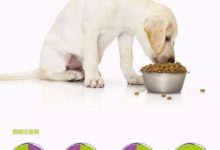 給狗換糧，應採取「7天換糧法」-頭條楓林網