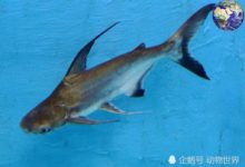 湄公河有一種名叫成吉思汗魚的兇猛魚類，簡直是淡水河中的鯊魚-頭條楓林網