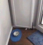 朕哪裡是偷吃，朕在檢查一下貓糧是否正宗，有沒有混入狗糧-頭條楓林網