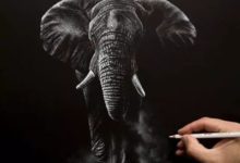 一支彩鉛，一部動物世界-頭條楓林網