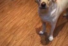 下雨天主人沒帶狗狗出門散步，狗狗委屈得不行，鏟屎官：你是不是外面有別的狗了？-頭條楓林網