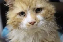 老貓被主人送走，走了25公里才回家，卻不想結局是這般殘忍！-頭條楓林網