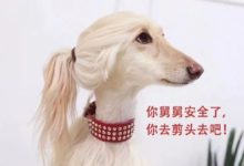 喵：理髮像賭博，換個丑法繼續活-頭條楓林網