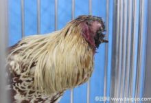 泰國現無頭雞在寺廟散步-頭條楓林網