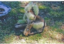 後院發現猛獸強闖名宅，結果發現是一隻兇悍、殘暴的「刺蝟」！-頭條楓林網