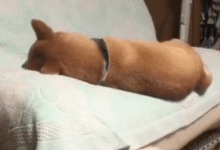 狗狗因毛髮太柔順，從沙發滑下來，要求主人換洗髮水！-頭條楓林網