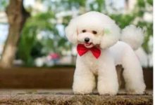 泰迪變白吃什麼補救，泰迪毛色變白吃什麼補救-頭條楓林網